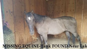MISSING EQUINE-Hank FOUND Near Lake Stevens, WA, 98258